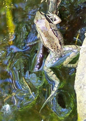 the frog in the stream