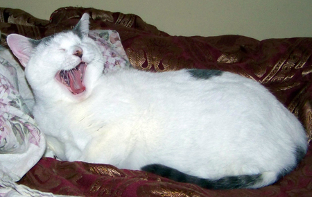 Oreo yawning