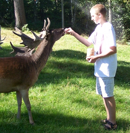 Caleb feeding some deer