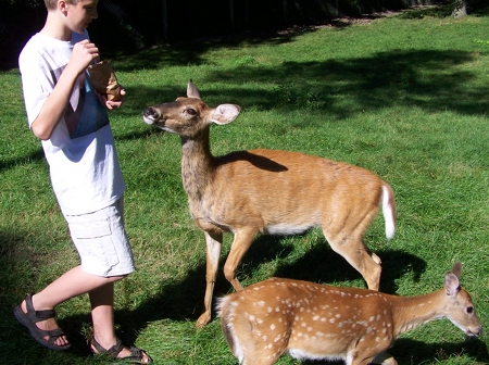 Caleb feeding some deer