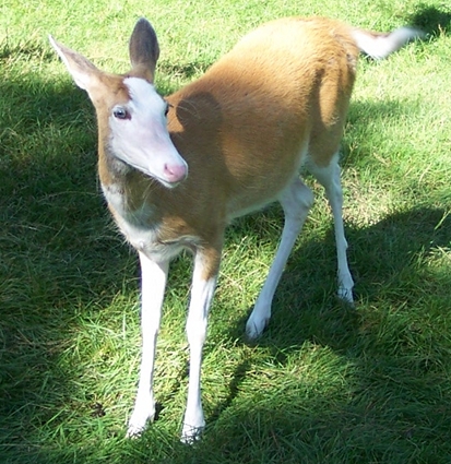 a white and brown faced deer