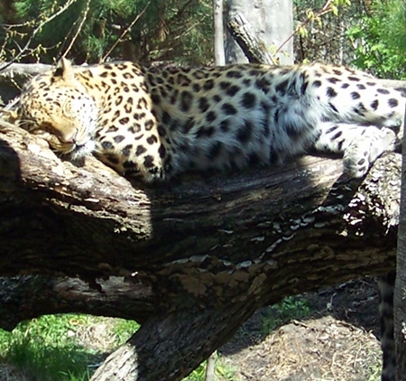 a leopard