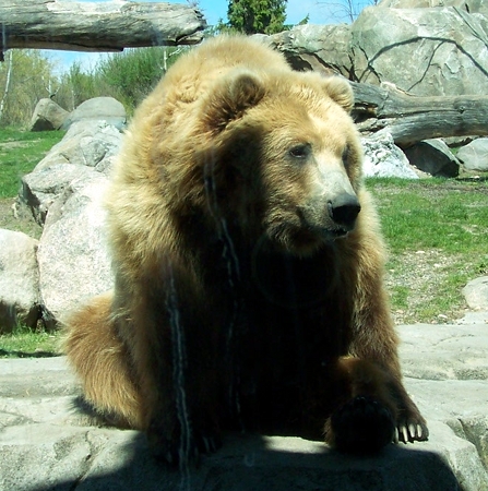 a bear