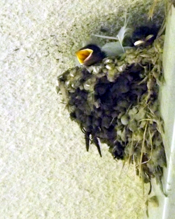 swallows in a nest