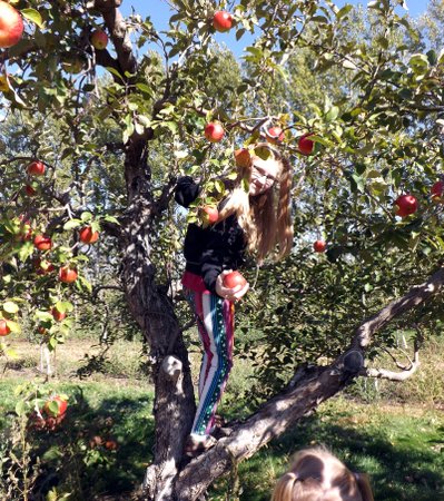 Rosa climbing the tree