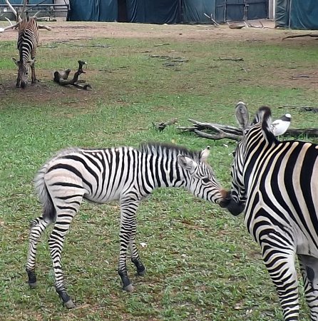 a baby zebra