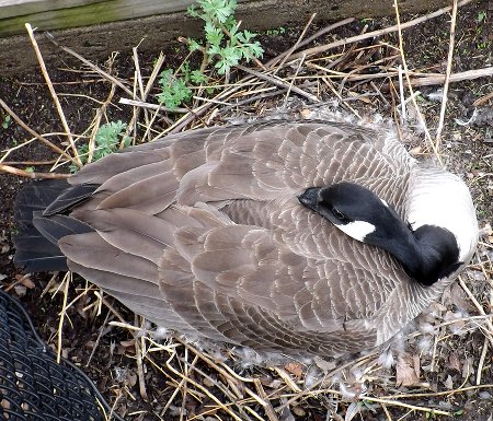 a goose on a nest