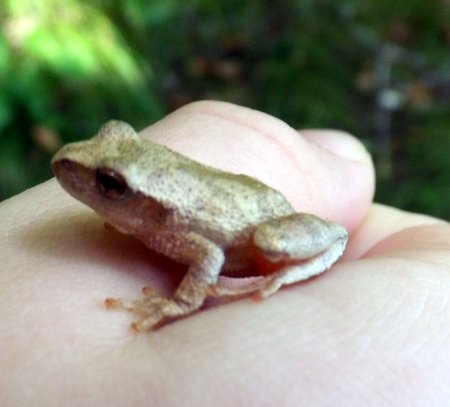 a tree frog