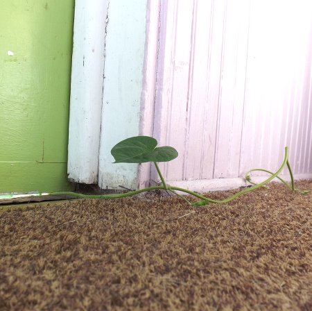 a vine on my porch