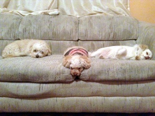 3 pouting dogs