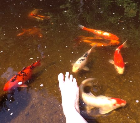 my foot and the fish