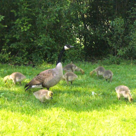 a mother goose with 7 babies