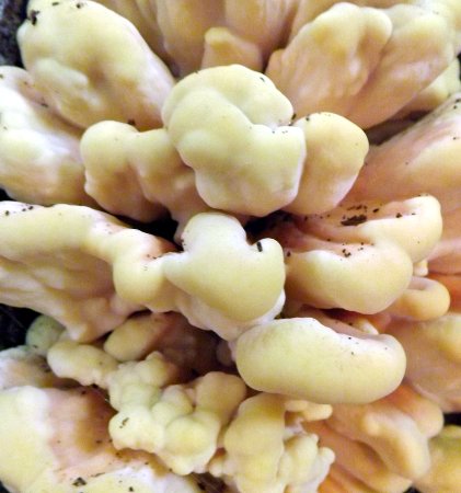 a batch of mushrooms
