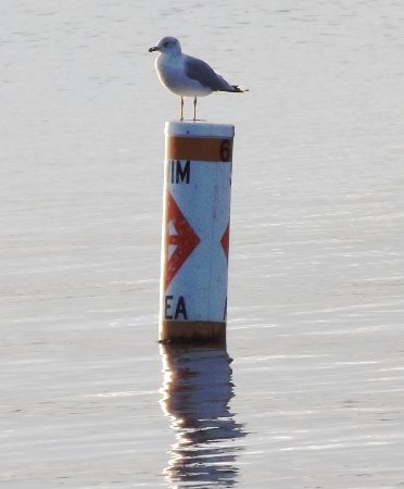 a gull on a buoy