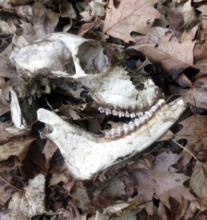a deer skull