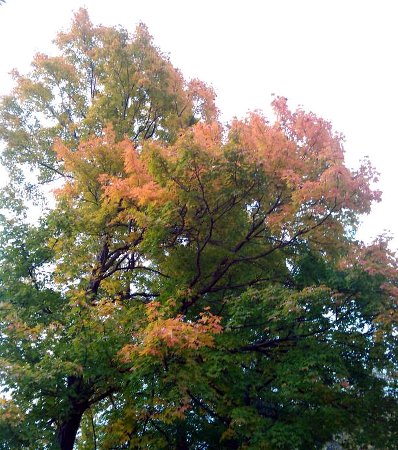 a maple tree in full color