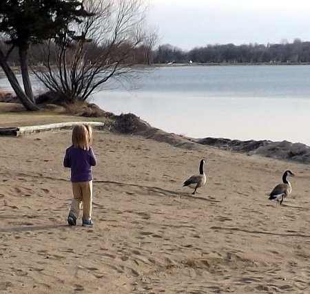 Ella chasing geese