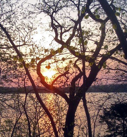 the sunset through tree branches