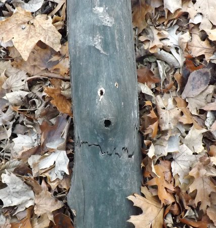 a tree branch face