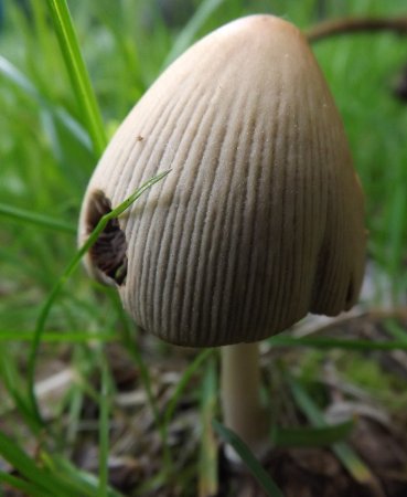 a tiny mushroom
