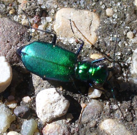 a colorful beetle