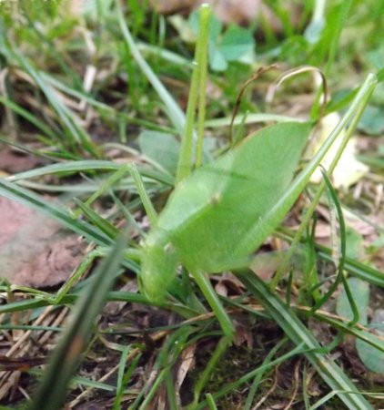 a green bug