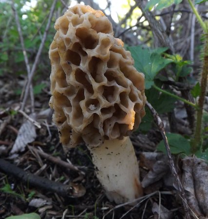 a morchella mushroom