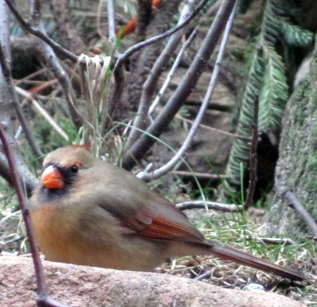a female cardinal