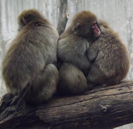 snow monkeys huddled together