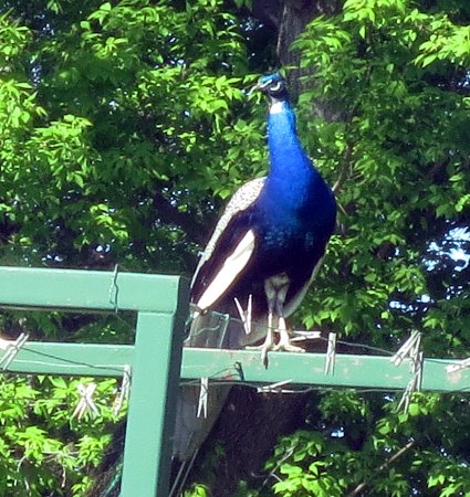 a peacock on a clothesline