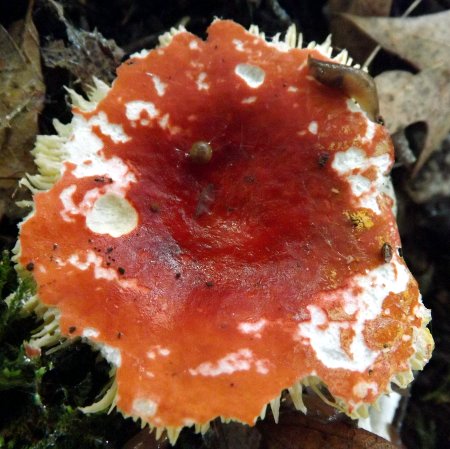 a mushroom with a slug on it