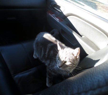 a cat in our friend's vehicle