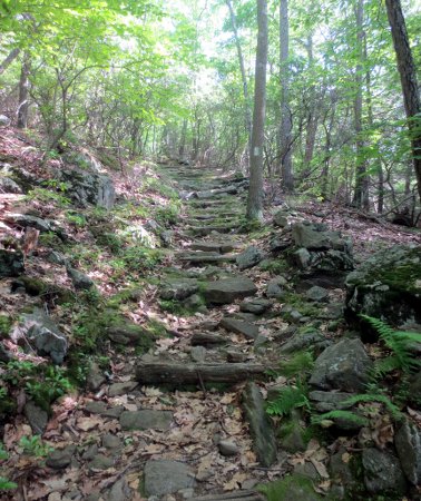 stone stairs in Caleb's woods
