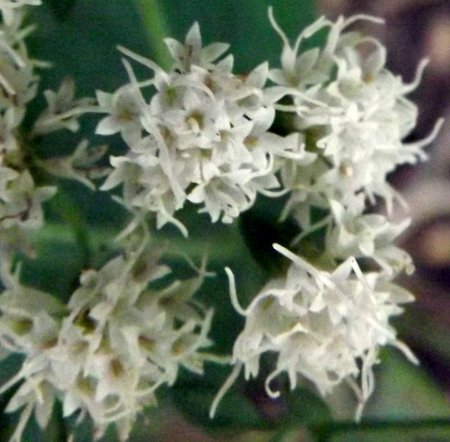 white common boneset flowers