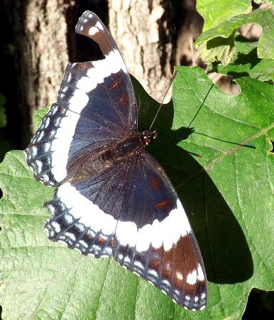 a white admiral butterfly