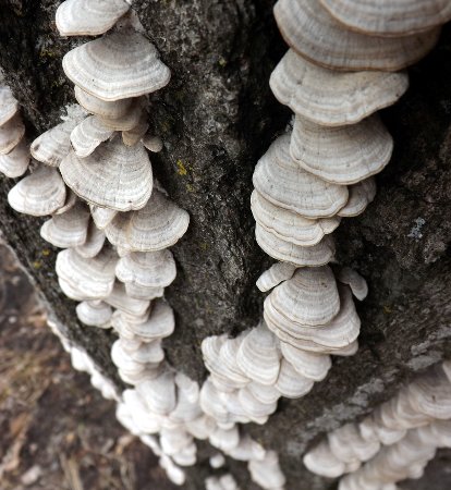 many mushroomed tree