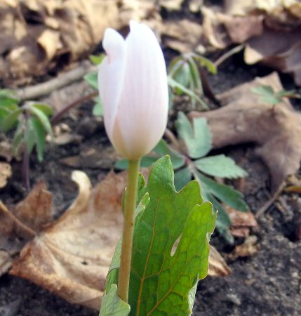 a bloodroot flower