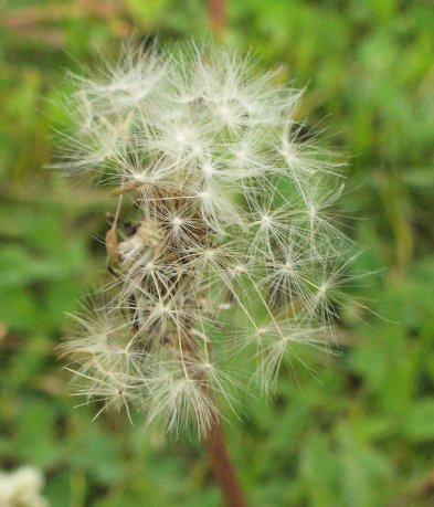 a dandelion puff