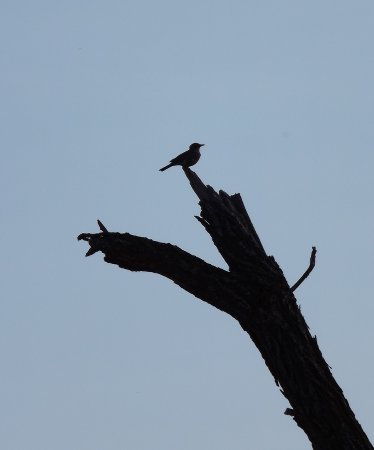a bird on a tree at dusk