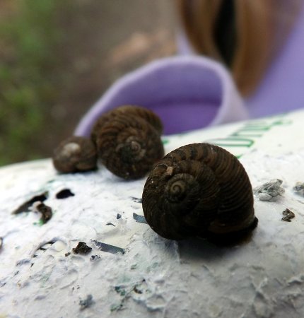 tiny snails on a piece of paper