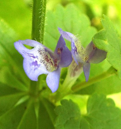 a purple and white spotted hairy wildflower