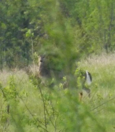 a deer in our forest