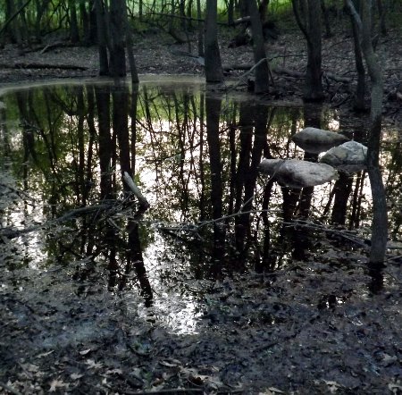 a tree mirror swamp