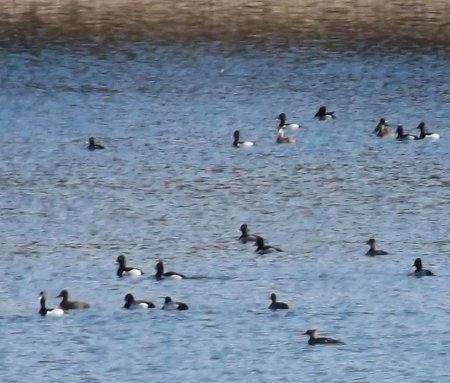scaups and other migrating waterfowl