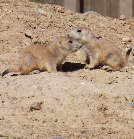 prairie dog youngsters