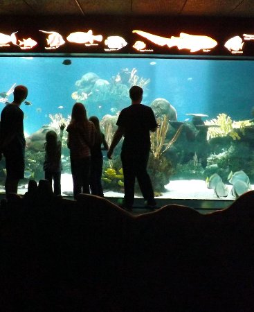 the kids watching the fish