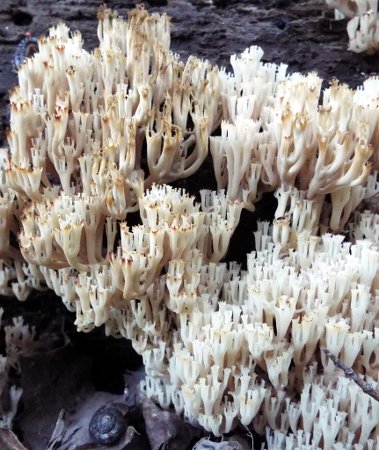 coral mushrooms