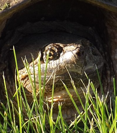 a photo of the snapping turtle
