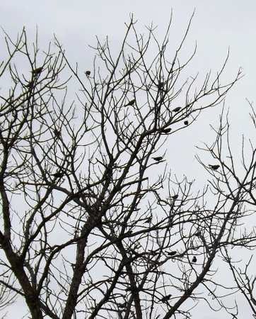 red winged blackbirds in a bare tree
