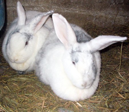 two white and grey rabbits